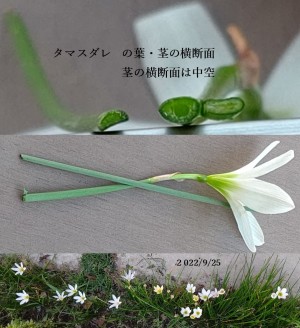 タマスダレ の葉・茎の横断面