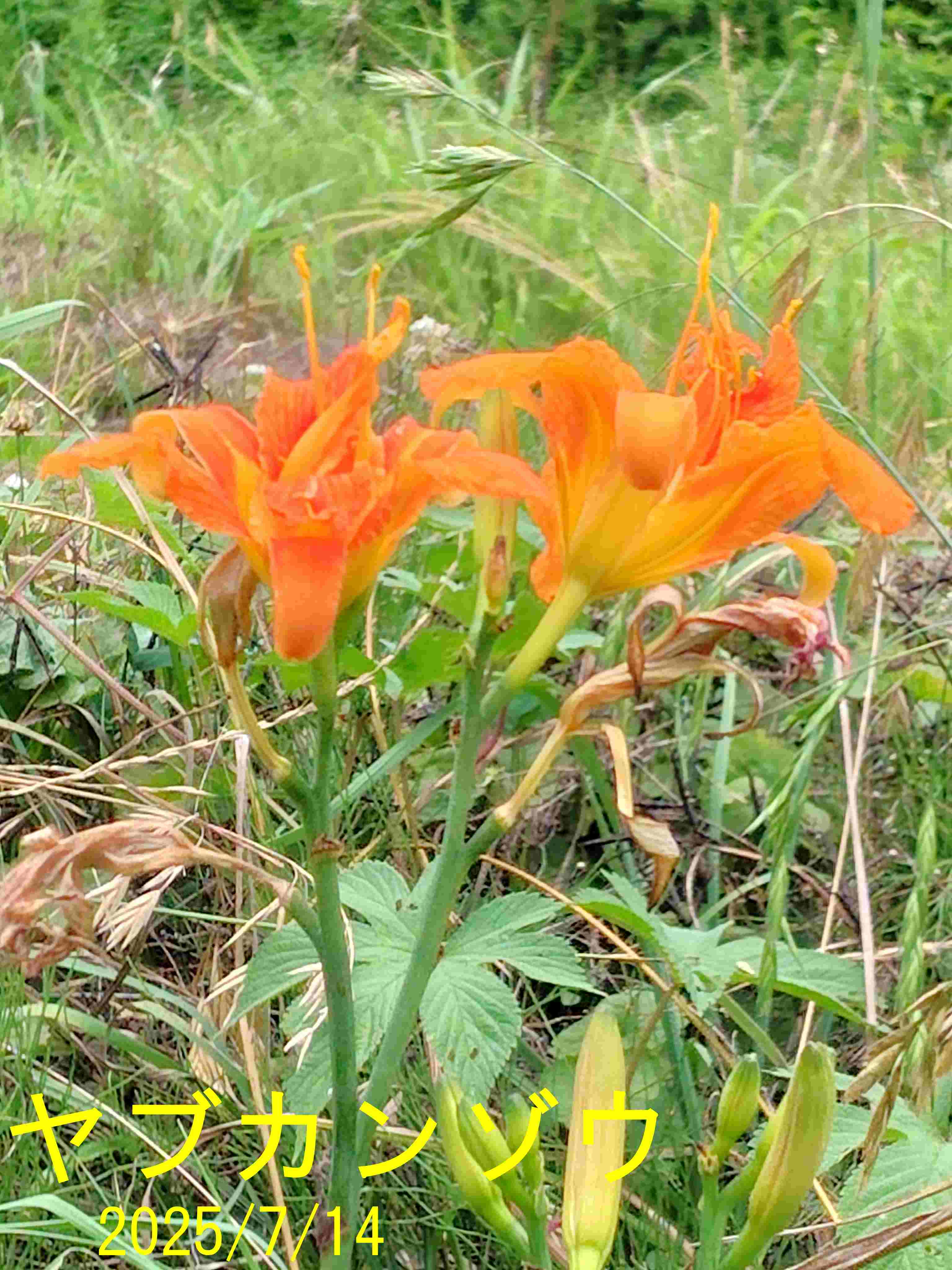ヤブカンゾウ2025/07/14