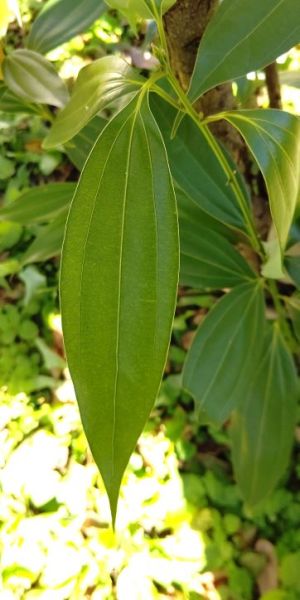 ニッキの木の葉（三行脈）