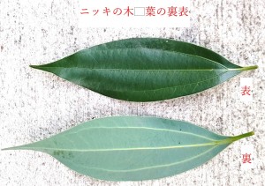 ニッキの木　葉の裏表