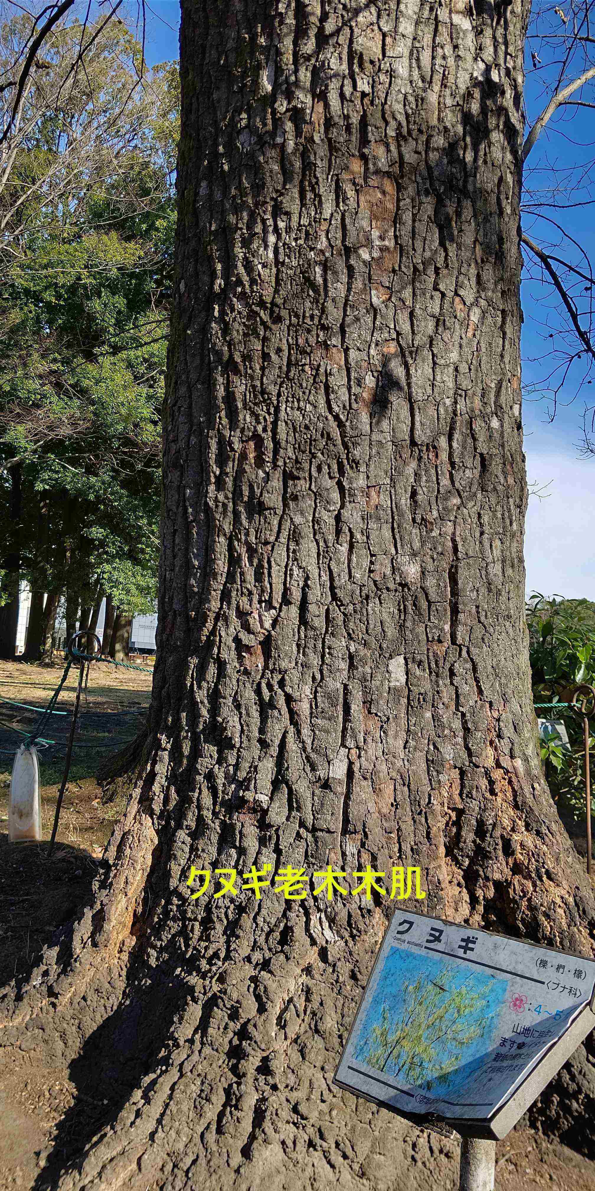 クヌギ老木　20221224県立歴史博物館