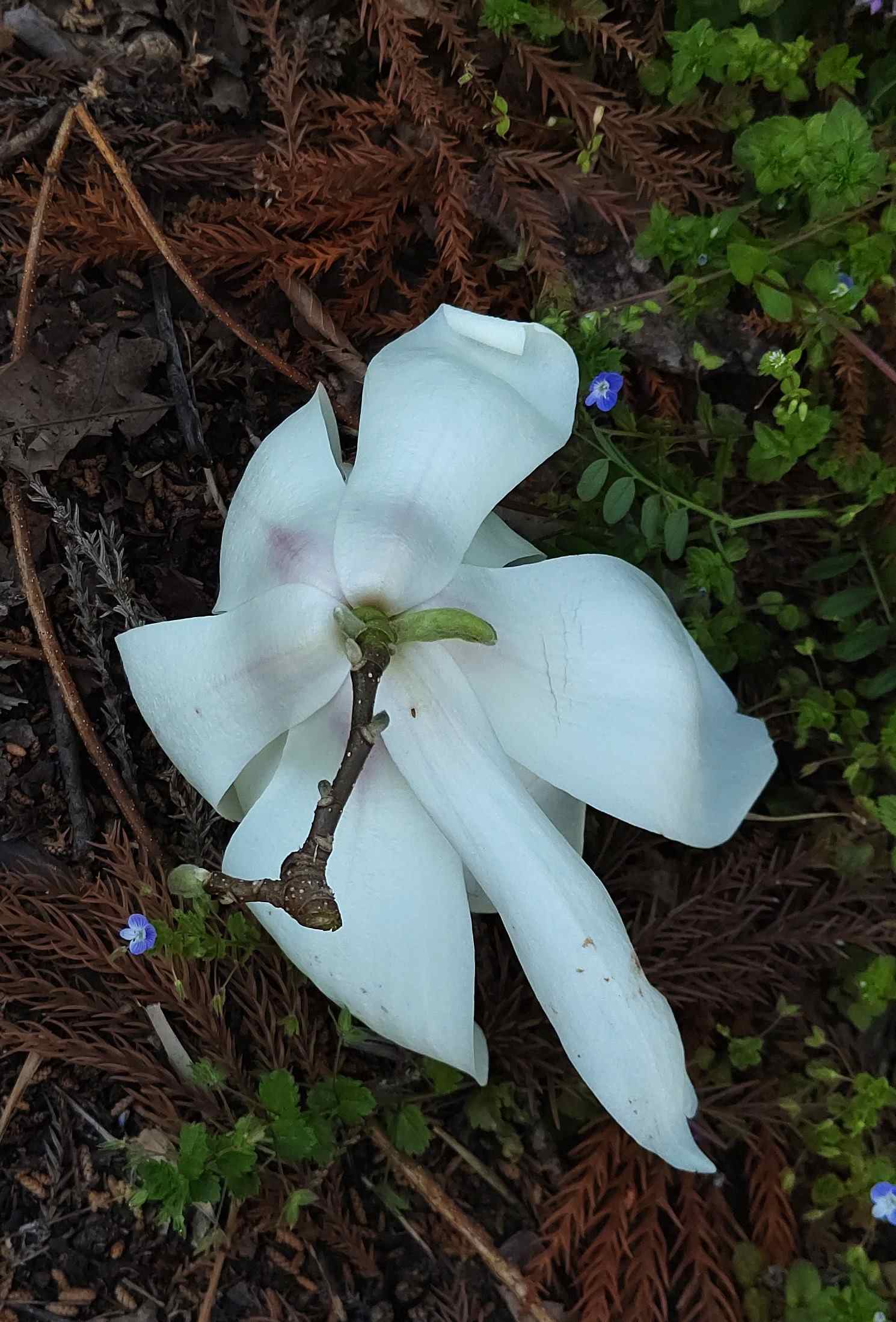20230406ハクモクレンだった、花弁9枚。花の裏。