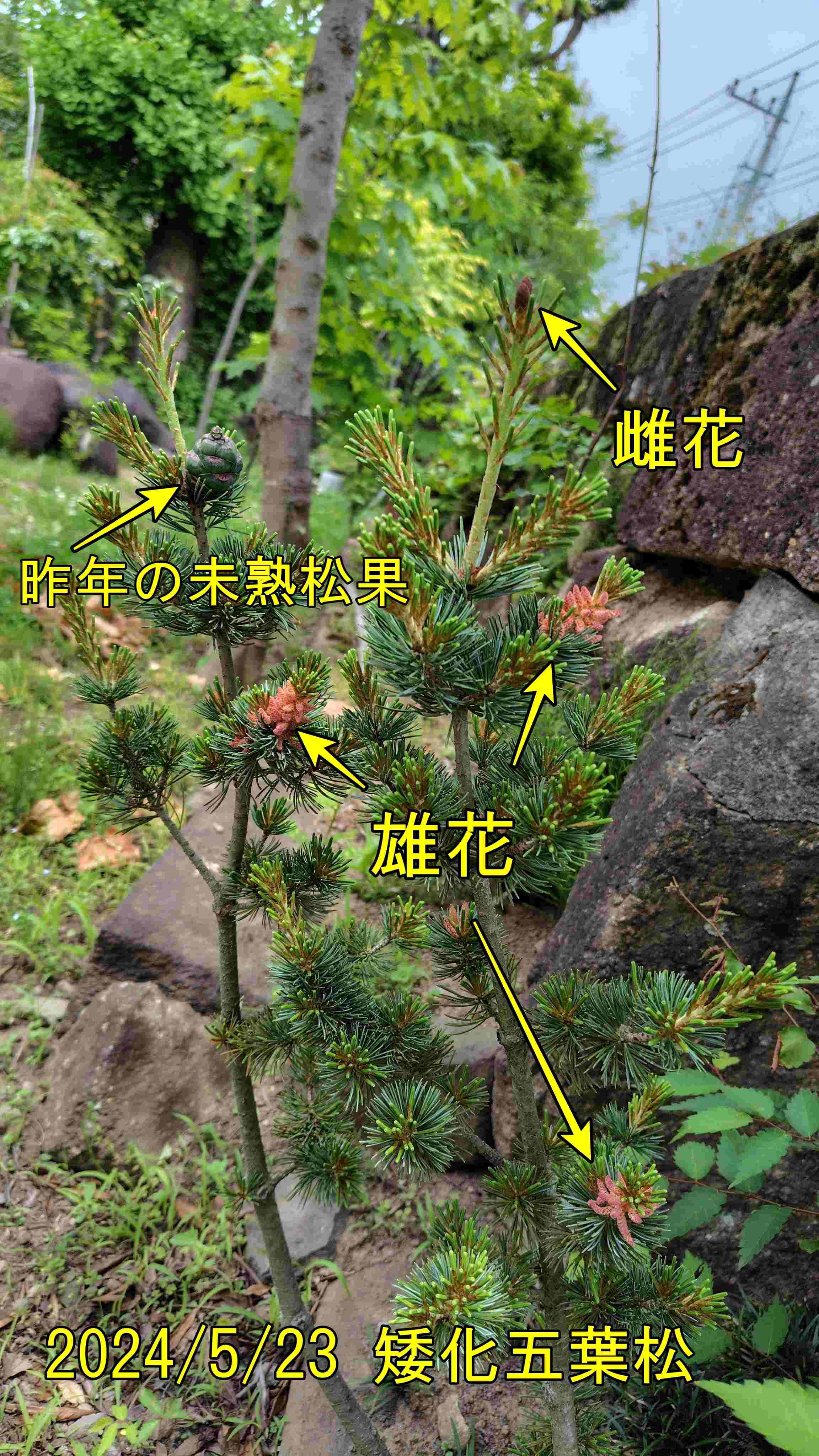 20240523五葉松aaa 