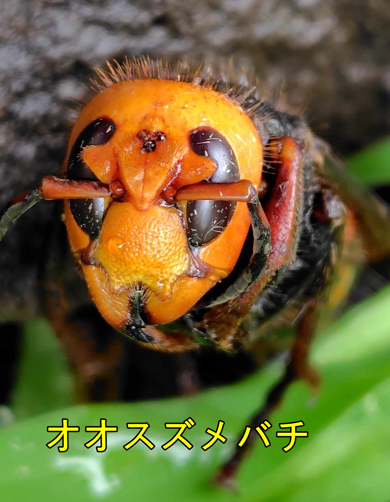 オオスズメバチ