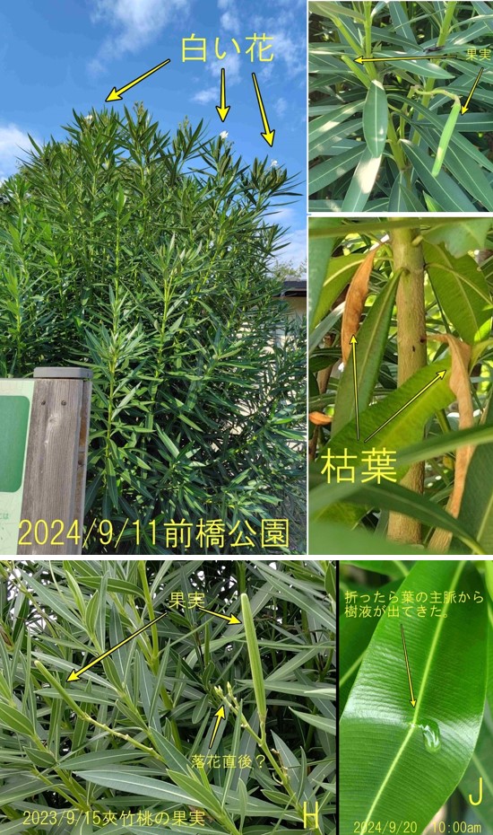 9月：無,H,J（前橋公園）.jpg