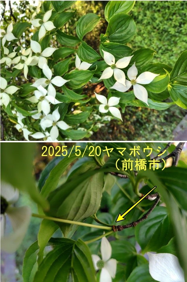 ヤマボウシの葉の対生