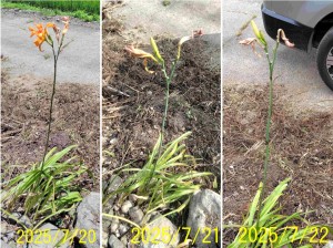ヤブカンゾウの花 日毎の変化